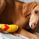 Illustration for article titled How To Make A First Aid Kit For Your Dog